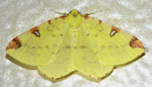 Opisthograptis luteolata